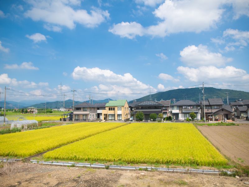 sakura outside landscape 20230822